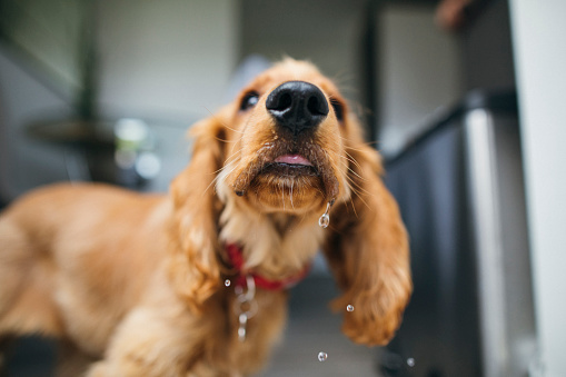A close-up front-view shot of a cocker spaniel, water can be seen dripping from his face after taking a drink of water.