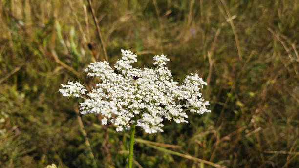 istock Yarrow with white flowers on a green meadow 1164917343
