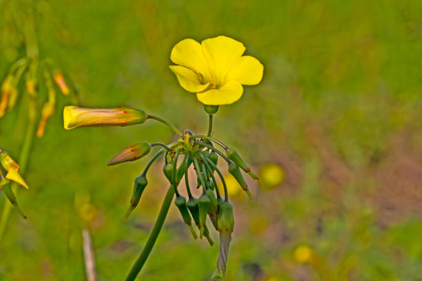 Yellow daisy Oxalis spring wildflower with numerous buds  in Western Cape, South Africa