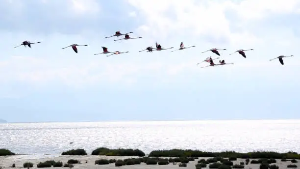 Photo of Pink flamingos walk on water and surface starts flying in Izmir bird of paradise.
Izmir/Turkey 11/04/2015