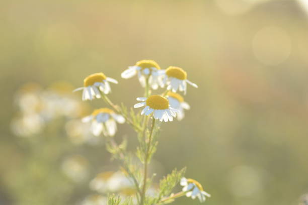 istock Camomile flowers against nature bokeh 1164917483