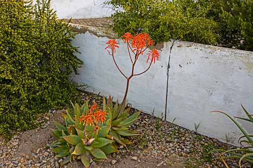 Two Soap  Aloes with red flowers in Western Cape, South Africa