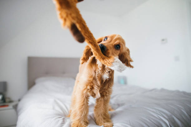 Fluffy Dog Playing with Dog Toy