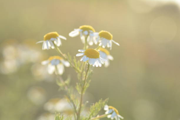 istock Camomile flowers against  nature background with copy space 1164918784