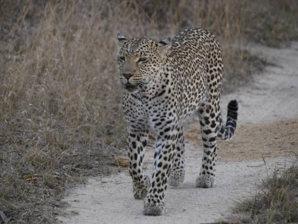 istock Leopard, Thornybush Reserve, South Africa 1164919574