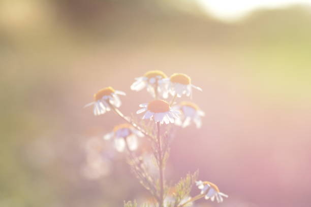 istock Camomile flowers on sunny day with sun and copy space 1164919600