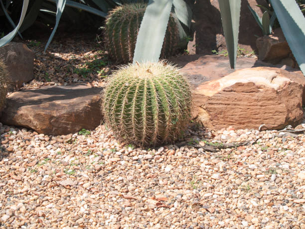 echinocactus grusonii ou cactus - grusonii photos et images de collection