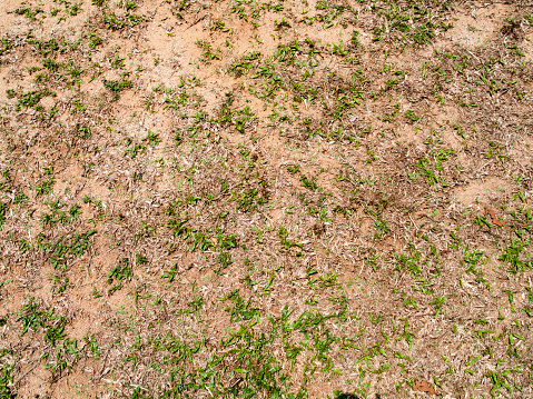 The ground with smaller grasses use for background