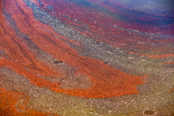 Red algae in a lake Red algae in a lake close-up red algae stock pictures, royalty-free photos & images