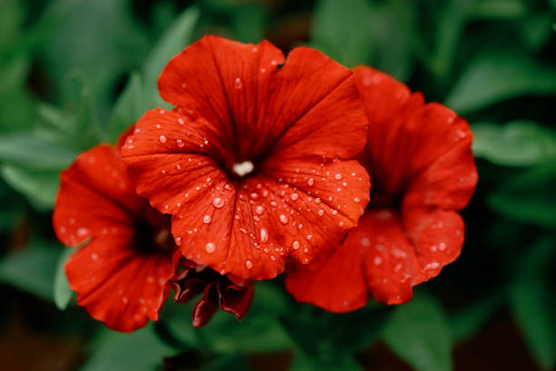 Red Petunia Pictures | Download Free Images on Unsplash