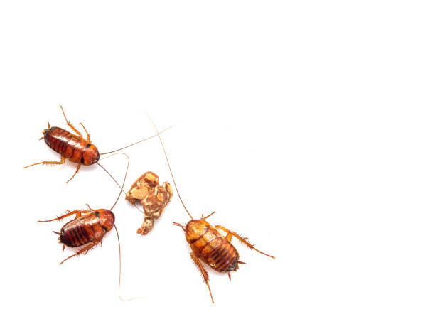 istock Three Cockroach Swarmed to eat chocolate isolated on white background. 1164922787