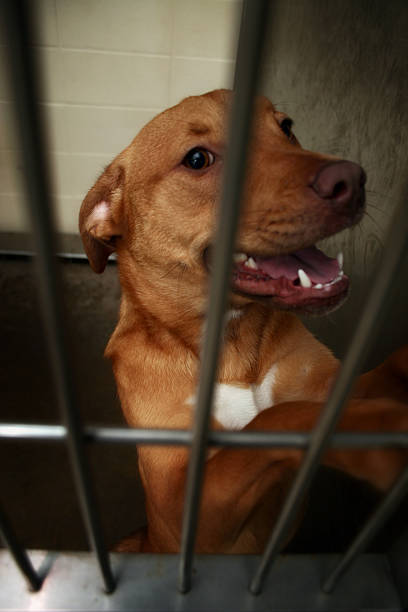 경견 빻습니다 - dog animal testing dog pound sadness 뉴스 사진 이미지