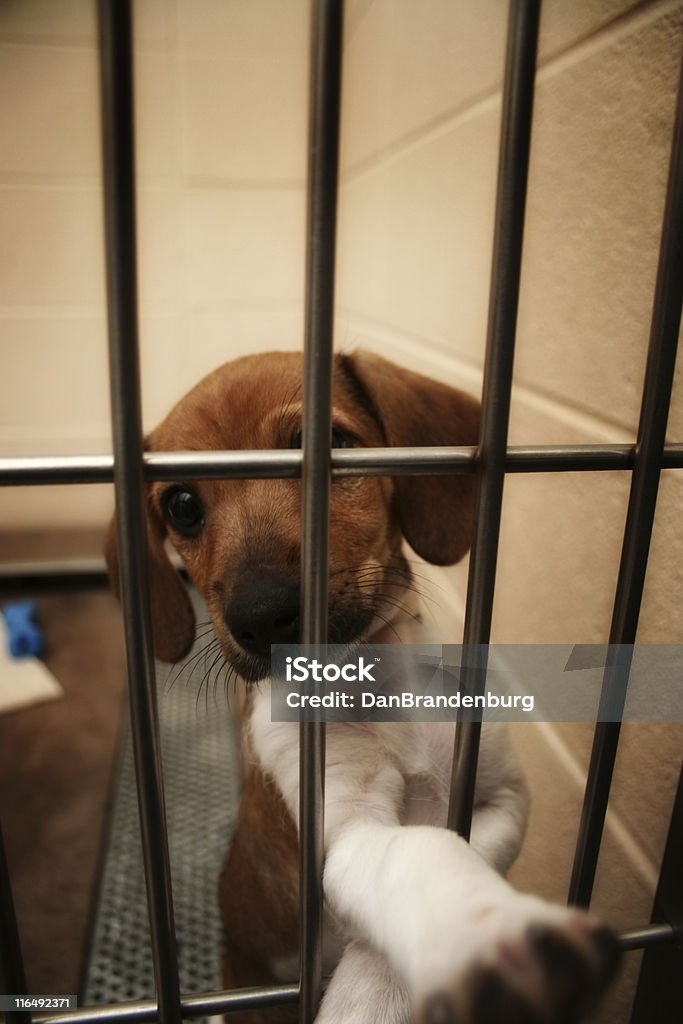 Tasto cucciolo - Foto stock royalty-free di Adozione di animali