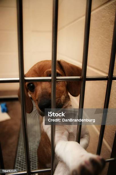 빻습니다 강아지 Humane Society에 대한 스톡 사진 및 기타 이미지 - Humane Society, 갇힌, 강아지-어린 동물