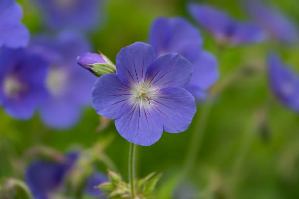 istock Blue Geranium Flowers in Bloom in Springtime 1164923781
