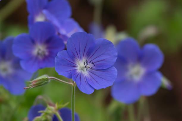 istock Blue Geranium Flowers in Bloom in Springtime 1164923785