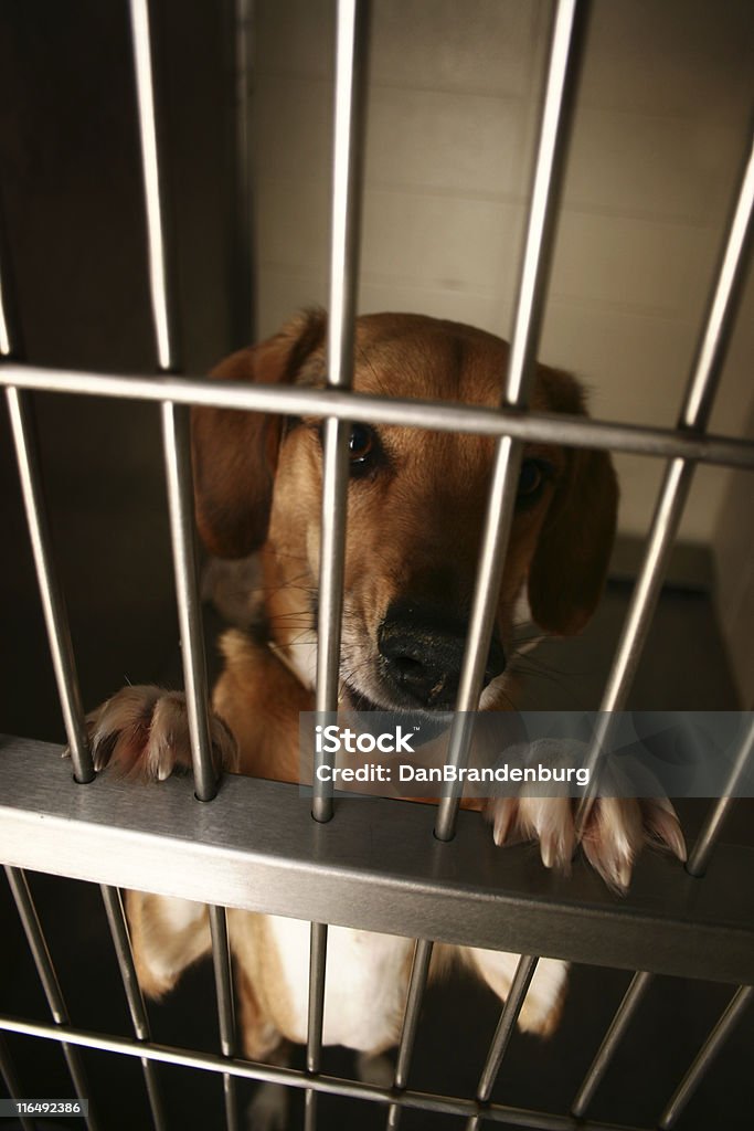 Приют для собак - Стоковые фото Испытание на животных роялти-фри
