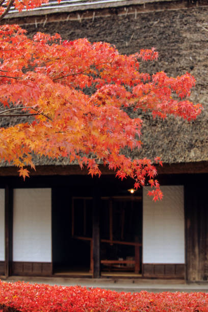 thatched roofs and foliage - thatched roof red brick roof imagens e fotografias de stock