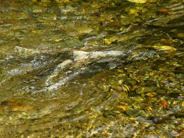 лососевый пробег - pacific salmon стоковые фото и изображения