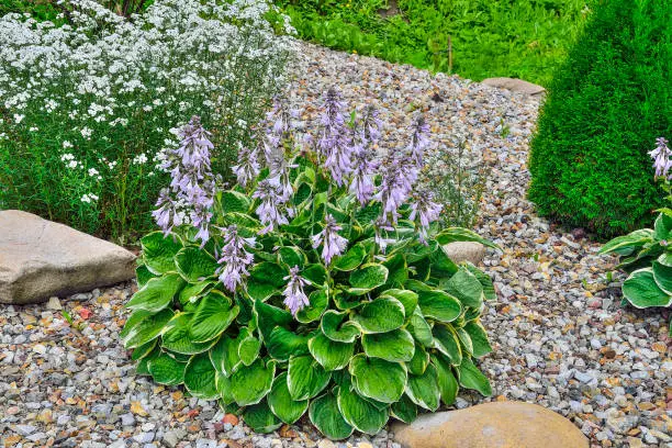 Flowering decorative plant Hosta Patriot with variegated green with white  leaves and delicate lilac flowers. Hostas are unpretentious, shade-tolerant for landscaping design in park or garden.