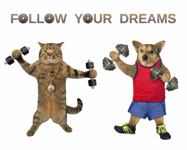 istock Dog and a cat lift dumbbells 1164924640