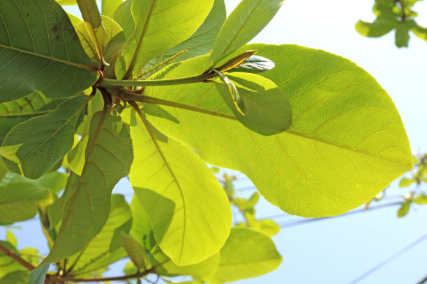 istock Green leaves isolated on white background 1164924654