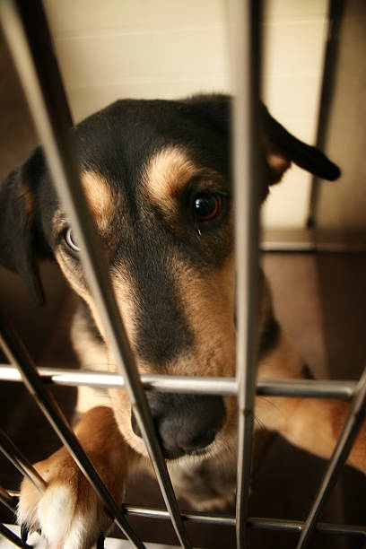 미진 바 - dog animal testing dog pound sadness 뉴스 사진 이미지