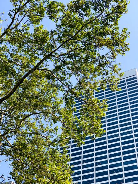 istock New York Skyscrapers with Greenery 1164926044