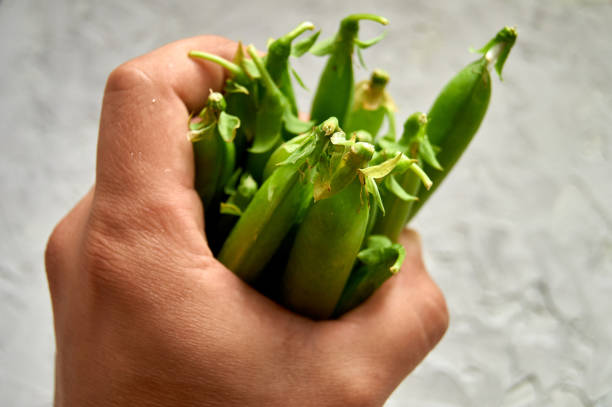 istock many of Green Pea Pods on factured surface 1164927910