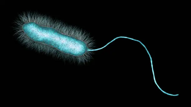 Legionella pneumophila bacterium, the causative agent of Legionnaire's disease, 3D illustration