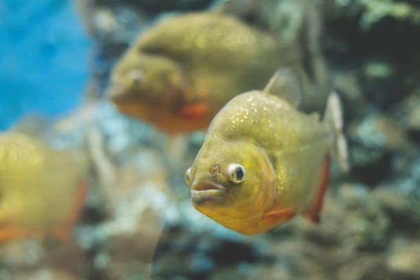 istock Piranha is swimming in clear water. 1164928351
