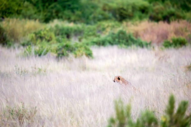 istock A cheetah in the tall grass lurks for its prey 1164928612