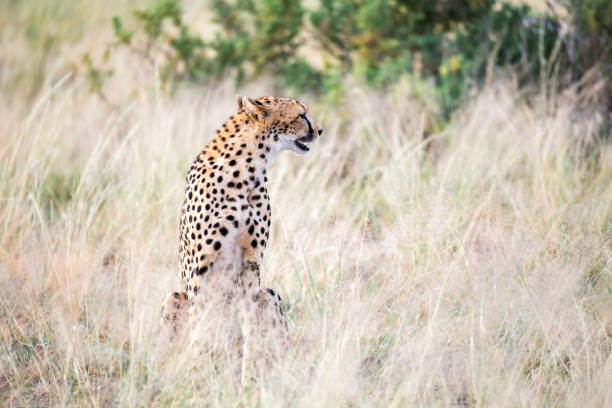 istock A cheetah sits in the savannah looking for prey 1164929218