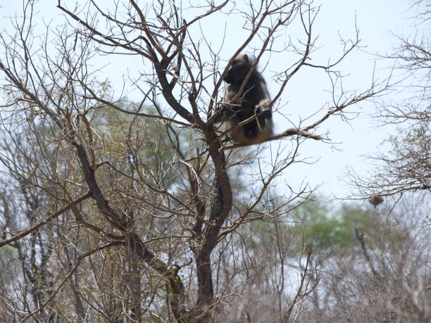istock Satara, Kruger National Park, South Africa 1164929314