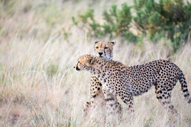 istock Two cheetahs clean each other's fur in the tall grass 1164929363