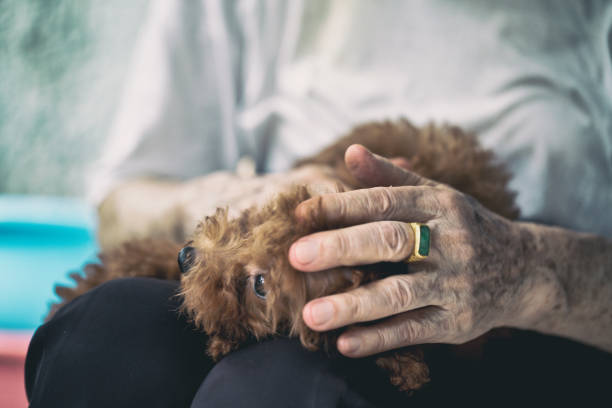 istock Man holding dog sitting on a chair 1164929560