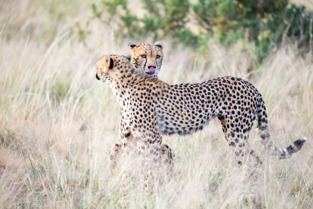 istock Two cheetahs clean each other's fur in the tall grass 1164929743