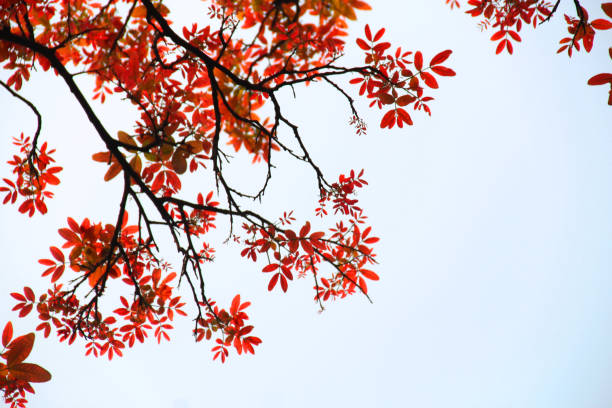 blooming red leaves on tree in fall season