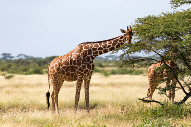 istock A giraffe group eats the leaves of the acacia trees 1164932382