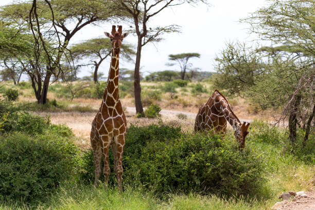 istock A giraffe group eats the leaves of the acacia trees 1164933258