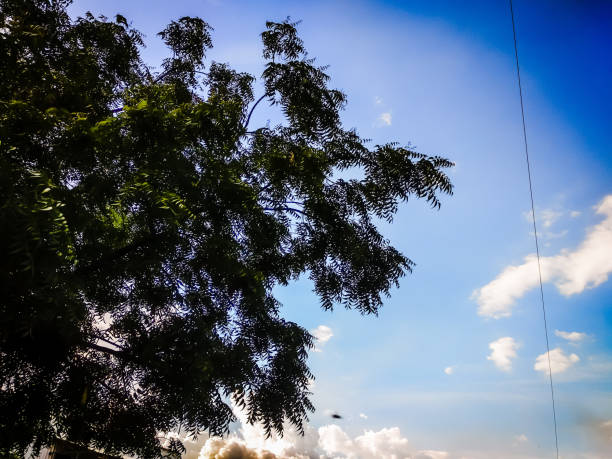 A picture of Neem tree with blue sky view