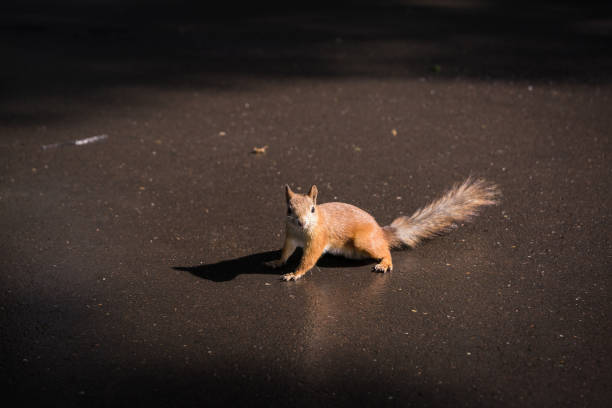 Squirrel in a winter coat