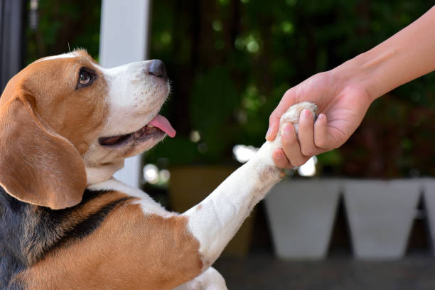 бигл собаки дают руки людям - hand over head стоковые фото и изображения