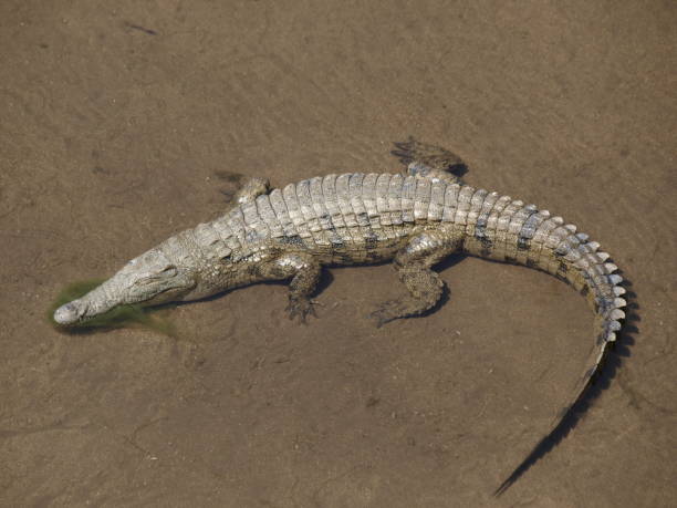 istock Olifants river, Kruger National Park, South Africa 1164933986
