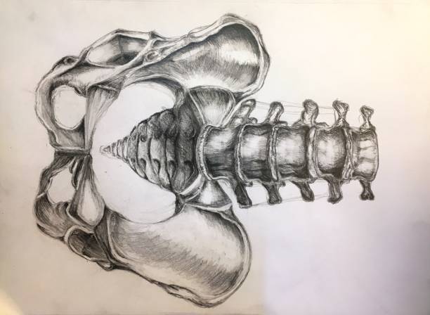 Pelvic bone: front and side views. Pencil and chalk drawing by J