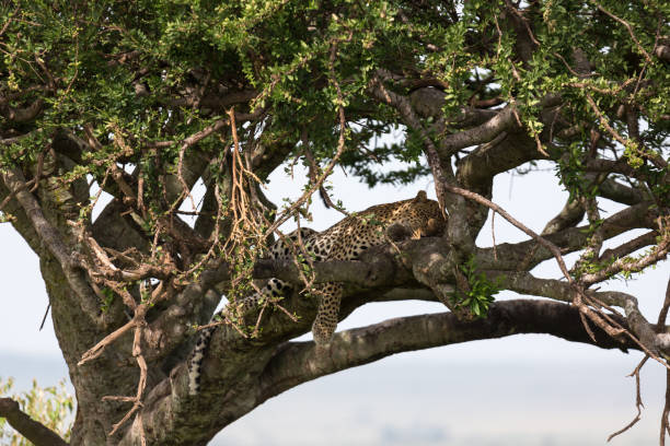 istock A leopard has settled comfortably between the branches of a tree to rest 1164935157