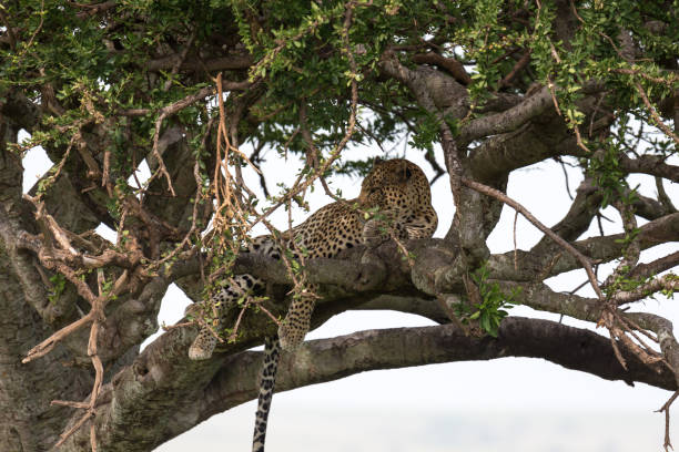 istock A leopard has settled comfortably between the branches of a tree to rest 1164935307