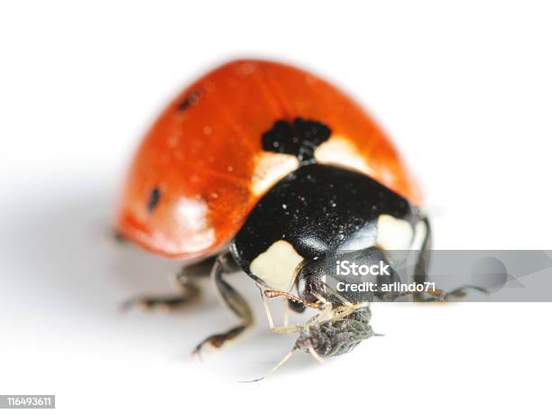 Photo libre de droit de Coccinelle Manger Un Puceron banque d'images et plus d'images libres de droit de Animaux nuisibles - Animaux nuisibles, Coccinelle, De petite taille