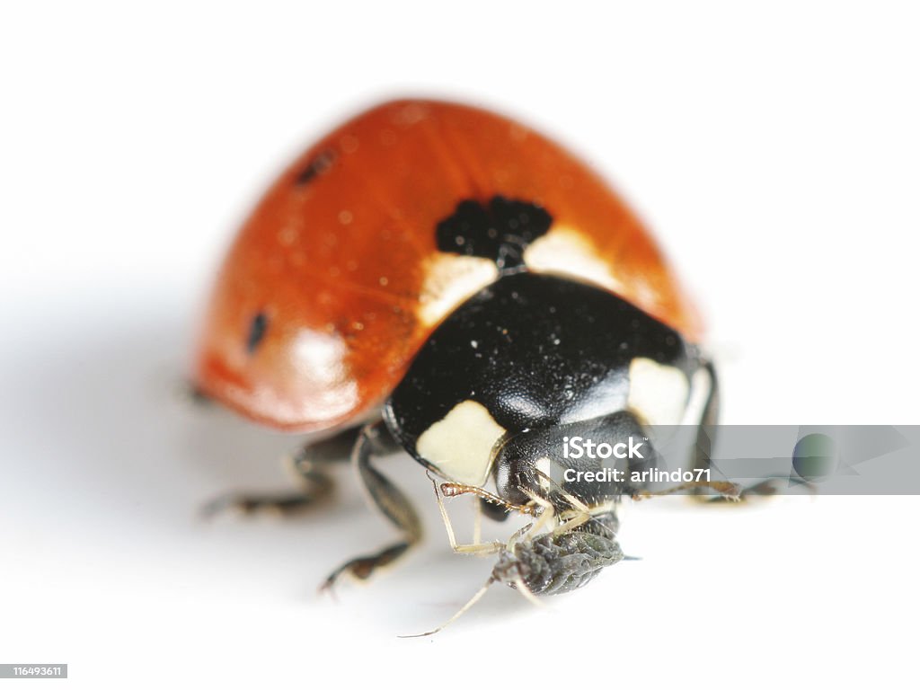 Coccinella mangiare un Afide - Foto stock royalty-free di Afide