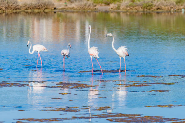 istock Flamingos eating in the lagoon 1164936294